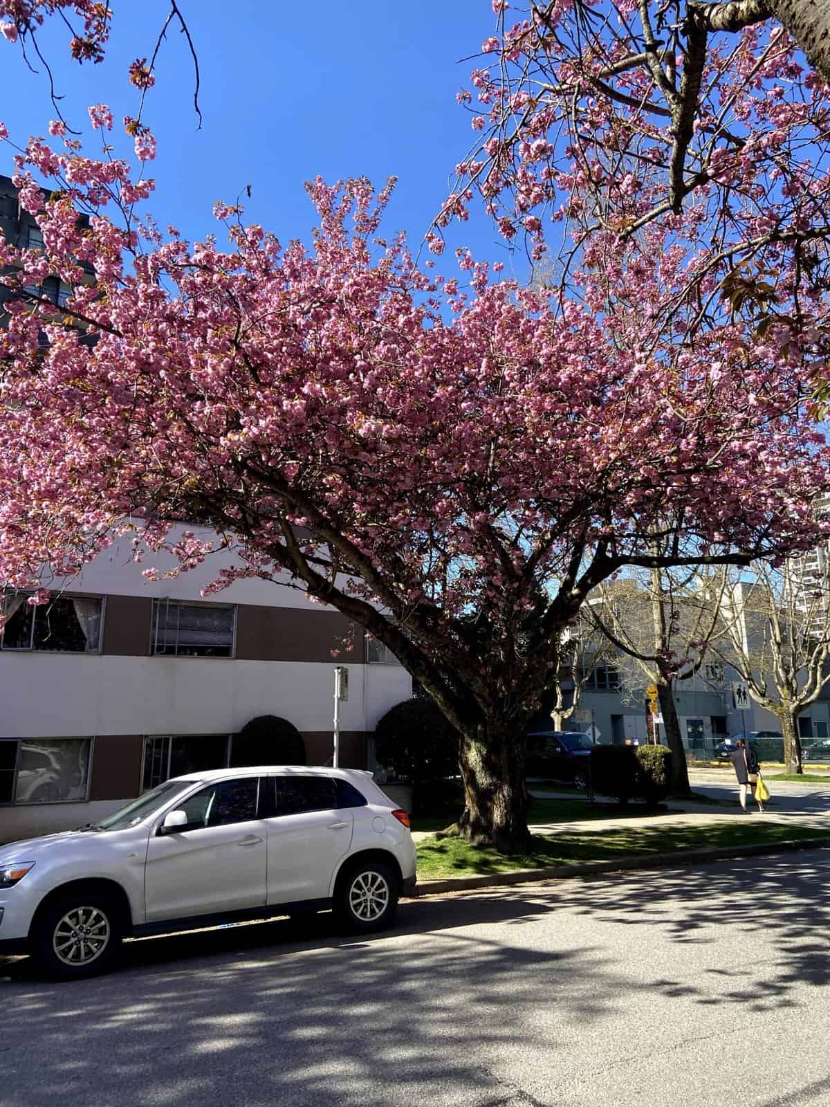 Owning vs Renting: 8 Mistakes We Made as Homeowners 14 cherry blossom tree in vancouver's west end