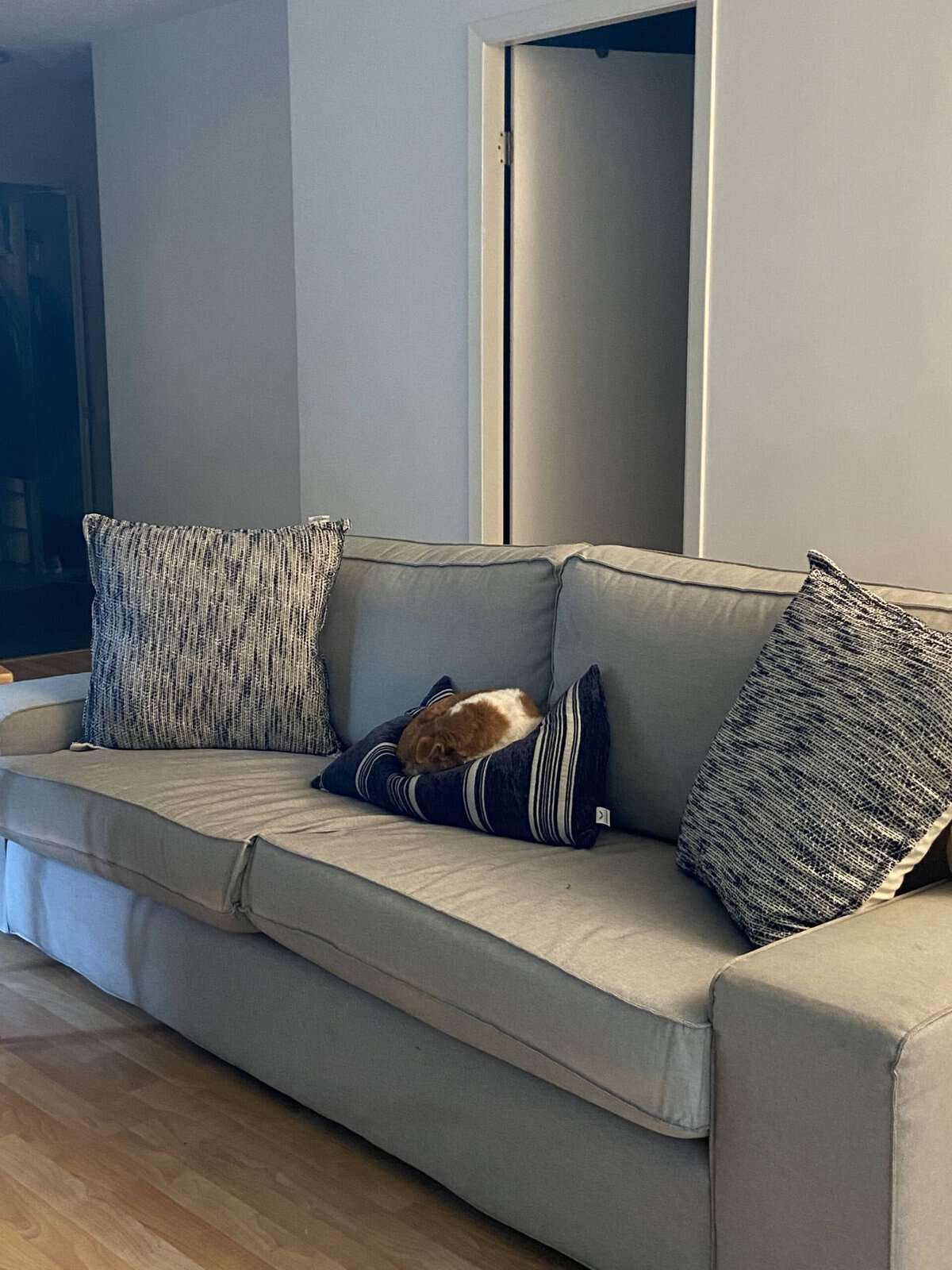 Month in Review: November 2021 6 Ellie enjoying our IKEA couch in our new apartment