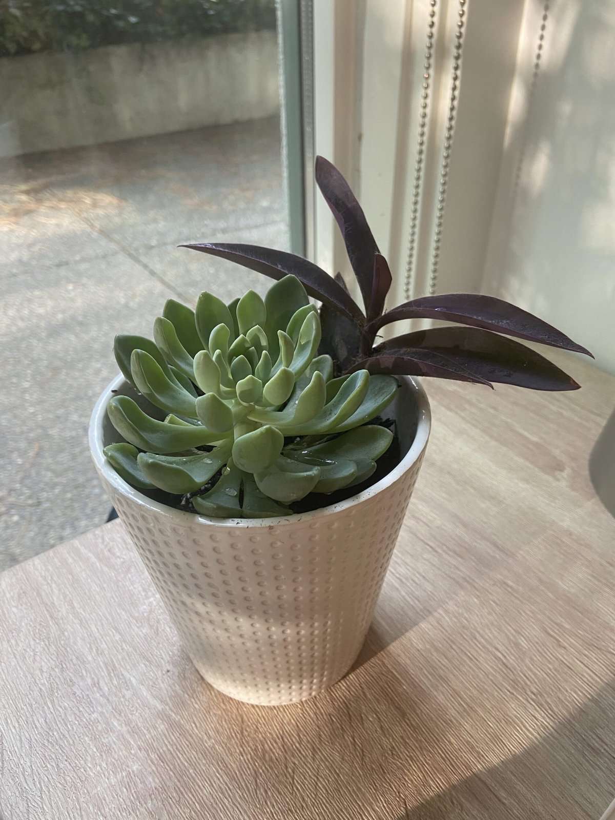 Welcome Home! Our Yaletown, Vancouver Apartment Tour 29 house plant on my desk