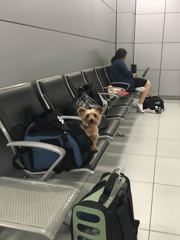 wet nose escapades dog travel pet travel