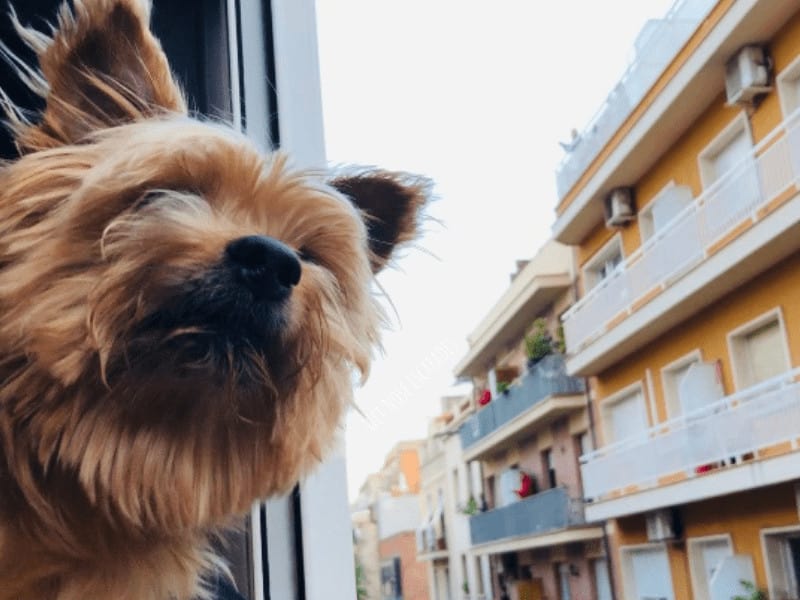 wet nose escapades dog travel pet travel