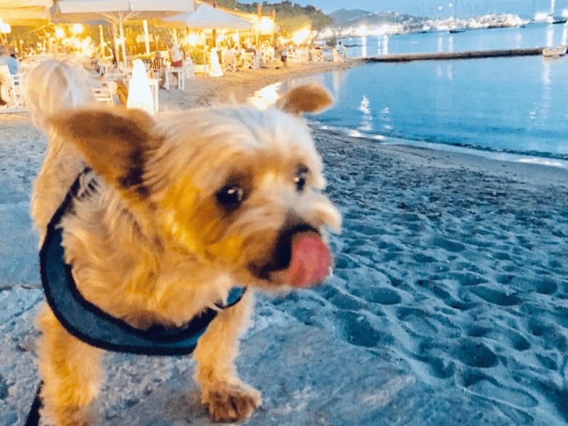 wet nose escapades dog travel pet travel