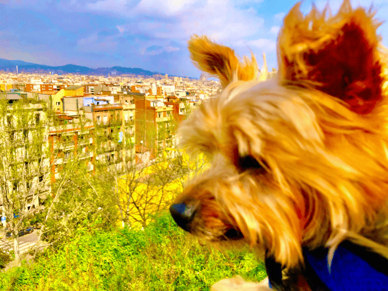 wet nose escapades dog travel pet travel