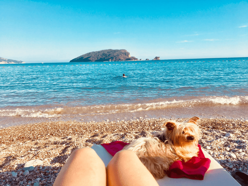 wet nose escapades dog travel pet travel