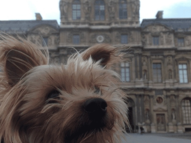 wet nose escapades dog travel pet travel