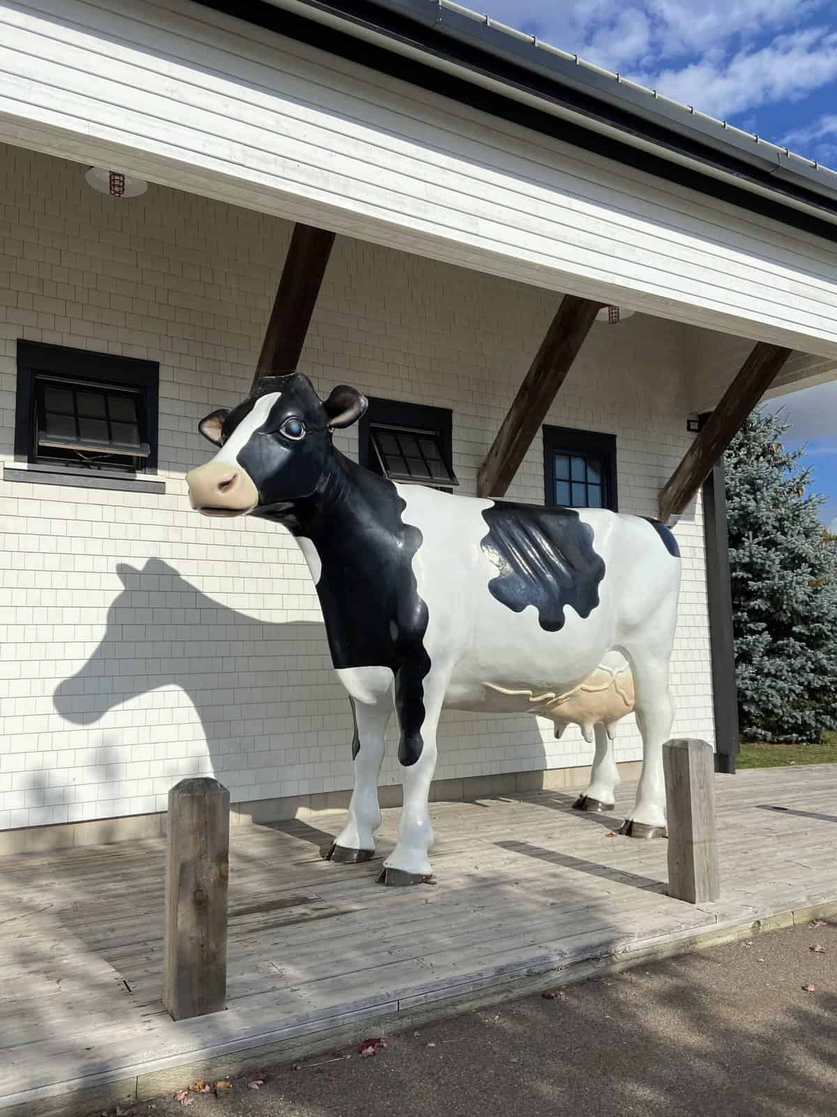 Cows factory tour in Charlottetown, Prince Edward Island