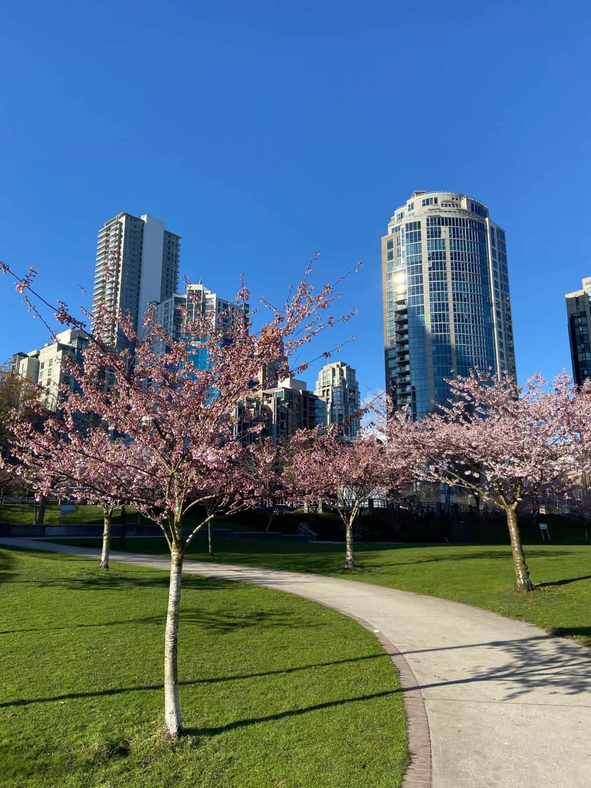 cherry blossoms blooming in David Lam Park, Yaletown, Vancouver
