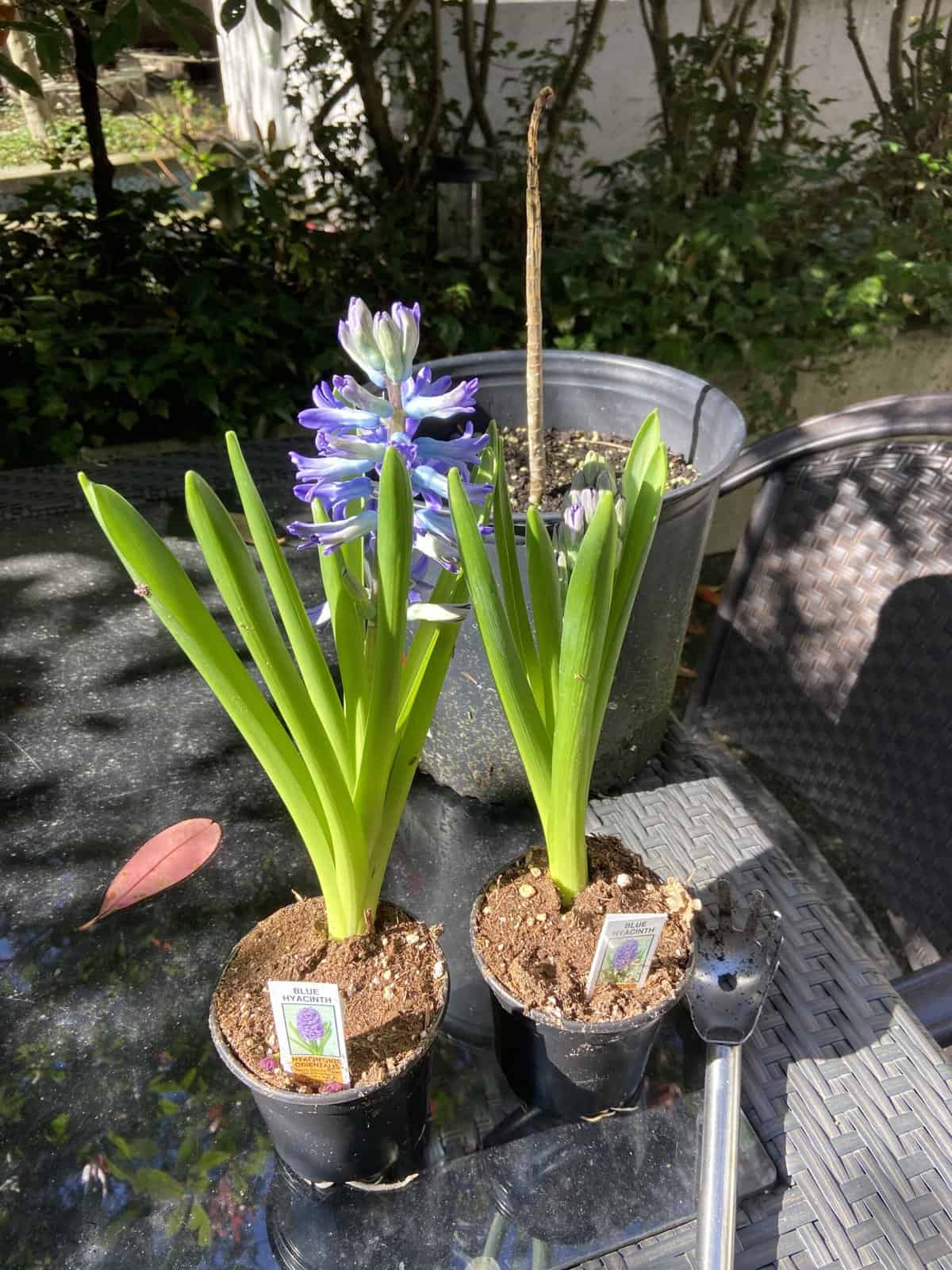 Our Budget Patio Makeover 7 Hyacinths in pots on patio
