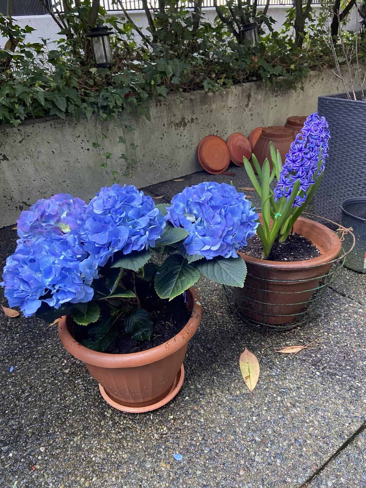 Our Budget Patio Makeover 8 Hydrangea and hyacinth on our yaletown patio