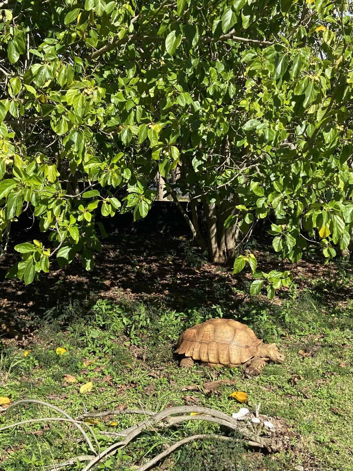 tortoises at Makauwahi Cave Reserve