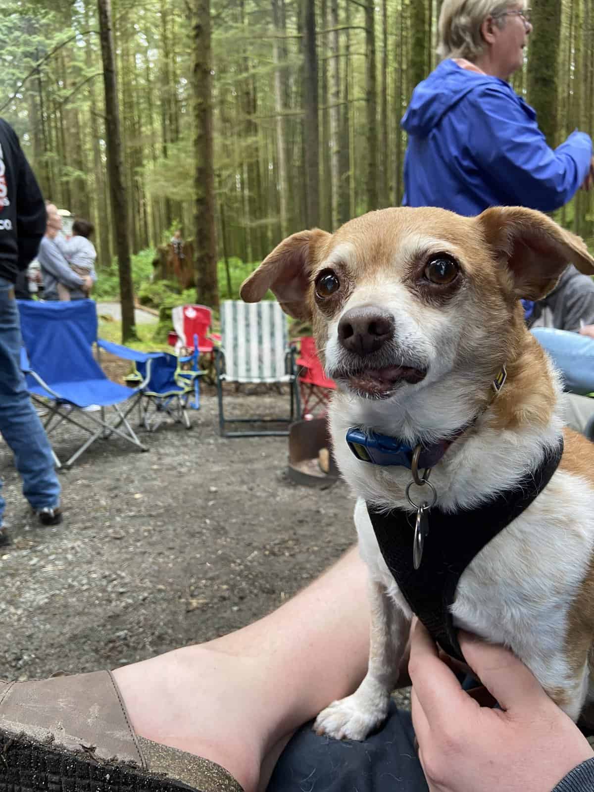 Month in Review: June 2022 3 Ellie at Golden Ears at Alouette Lake in June 2022
