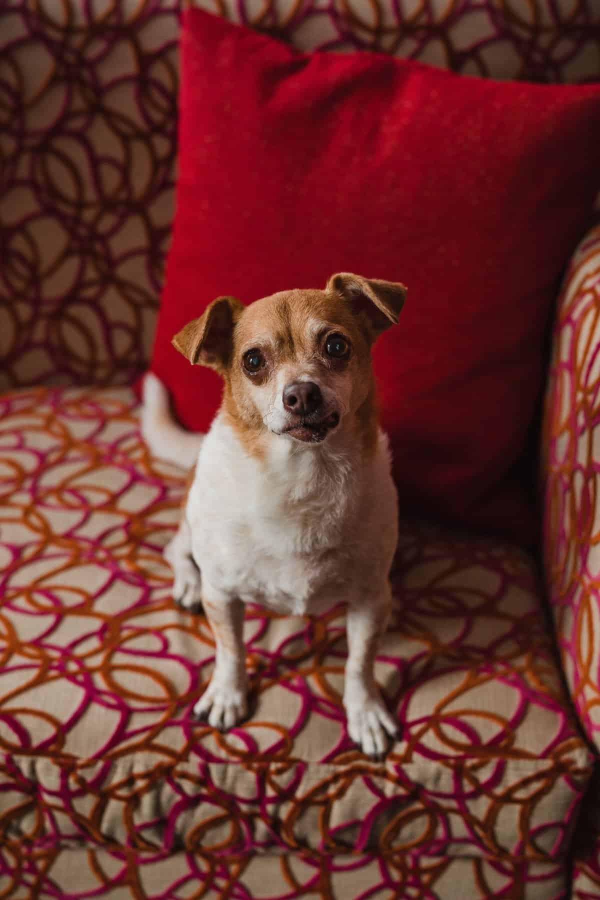 The 15 Best Moments From Our Wedding Day 5 Ellie wedding dog