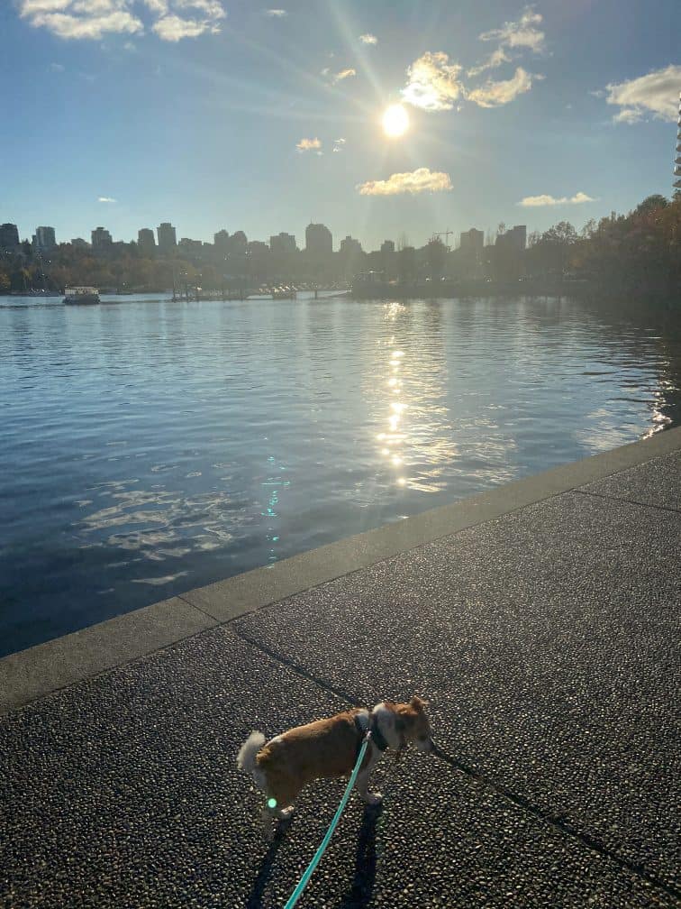 walking ellie on the seawall in yaletown