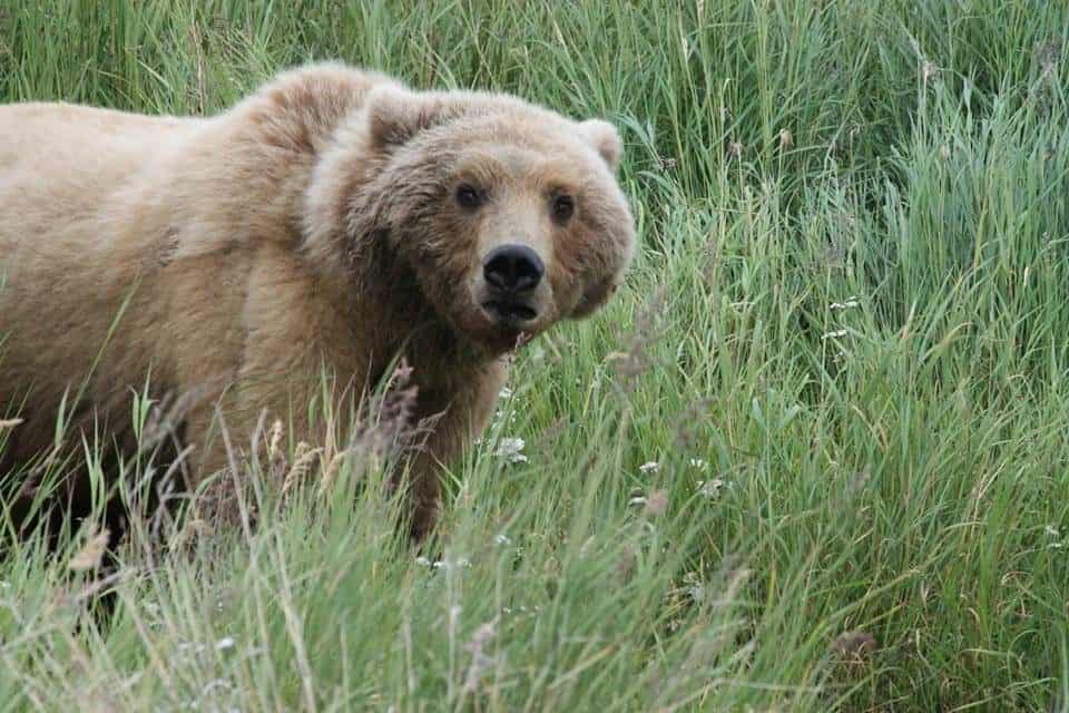 Traveller of the Month: Adrienne from Destinations & Desserts 4 Brown bear at Katmai National Park in Alaska