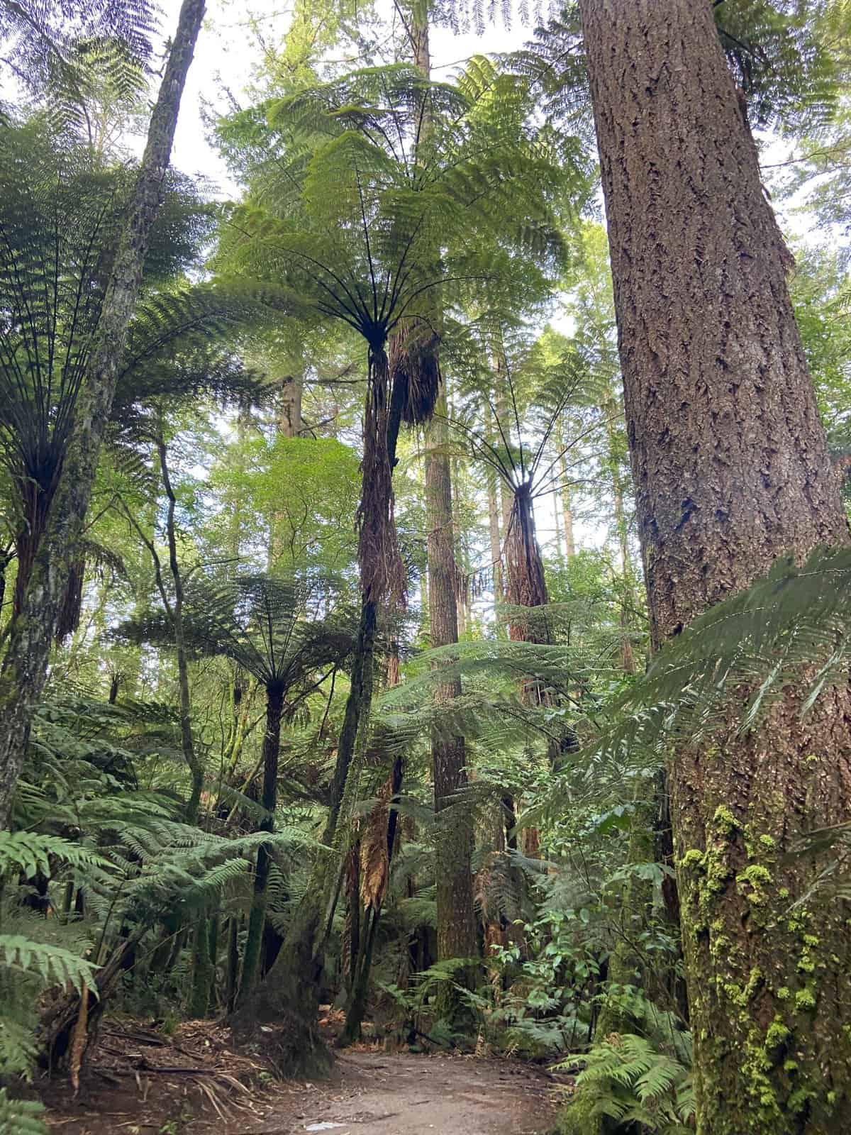 19 Things to Know Before You Plan a Trip to New Zealand 27 Red Wood forest in Rotorua, New Zealand; free to visit when you plan a trip to New Zealand