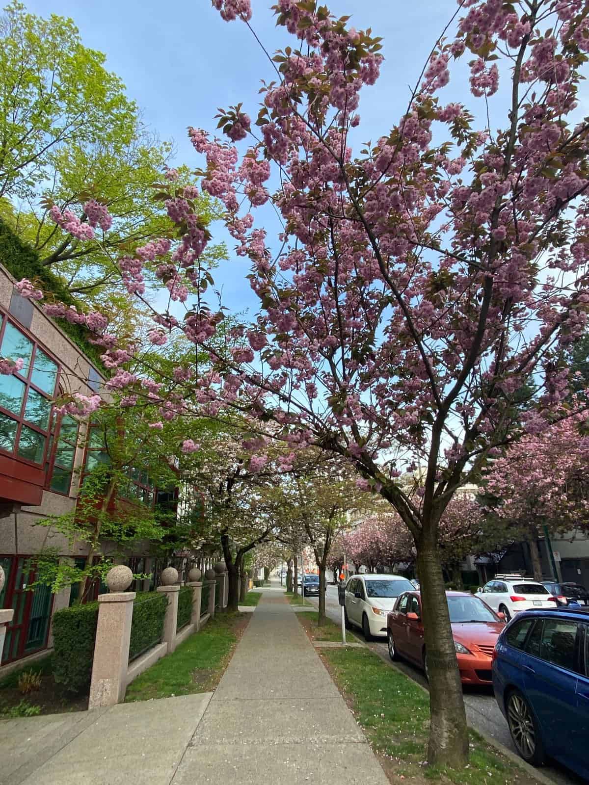 spring 2023 in review, cherry blossom street