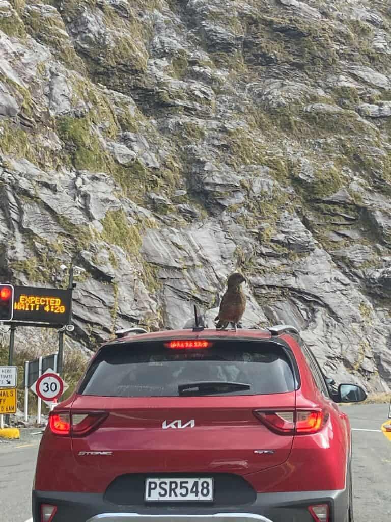 A kea on a Kia car at the Homer Tunnel in Milford Sound, New Zealand