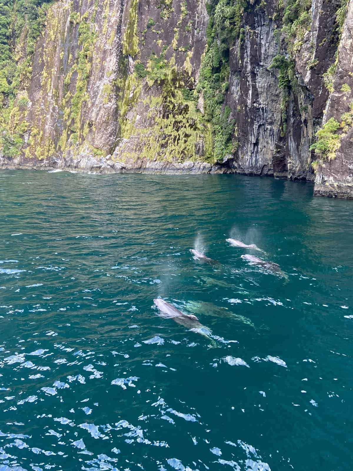 spotting dolphins in the water at Milford Sound on our cruise
