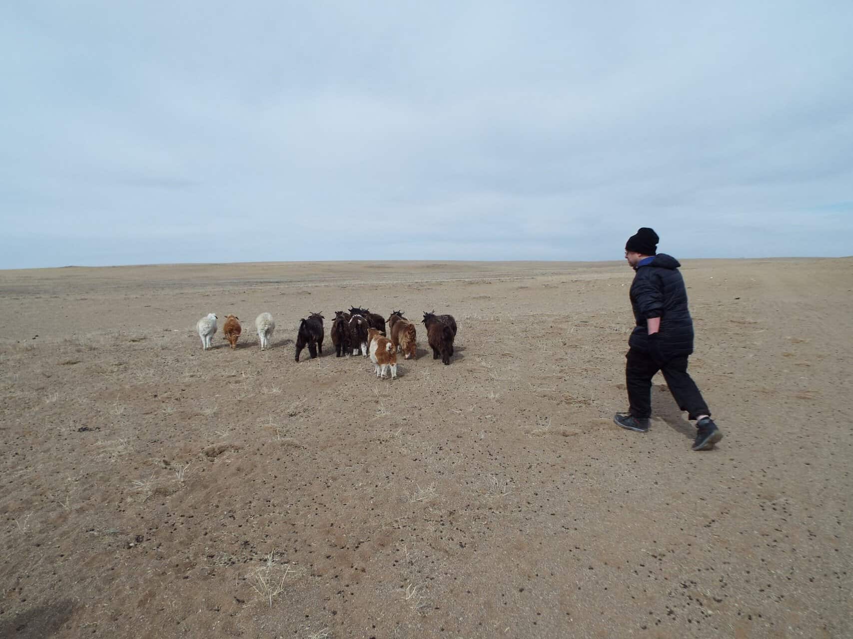 Travellers of the Month: Mitch and Colin from Very Tasty World 3 Colin herding sheep in the Mongolian Gobi Desert, Very Tasty World