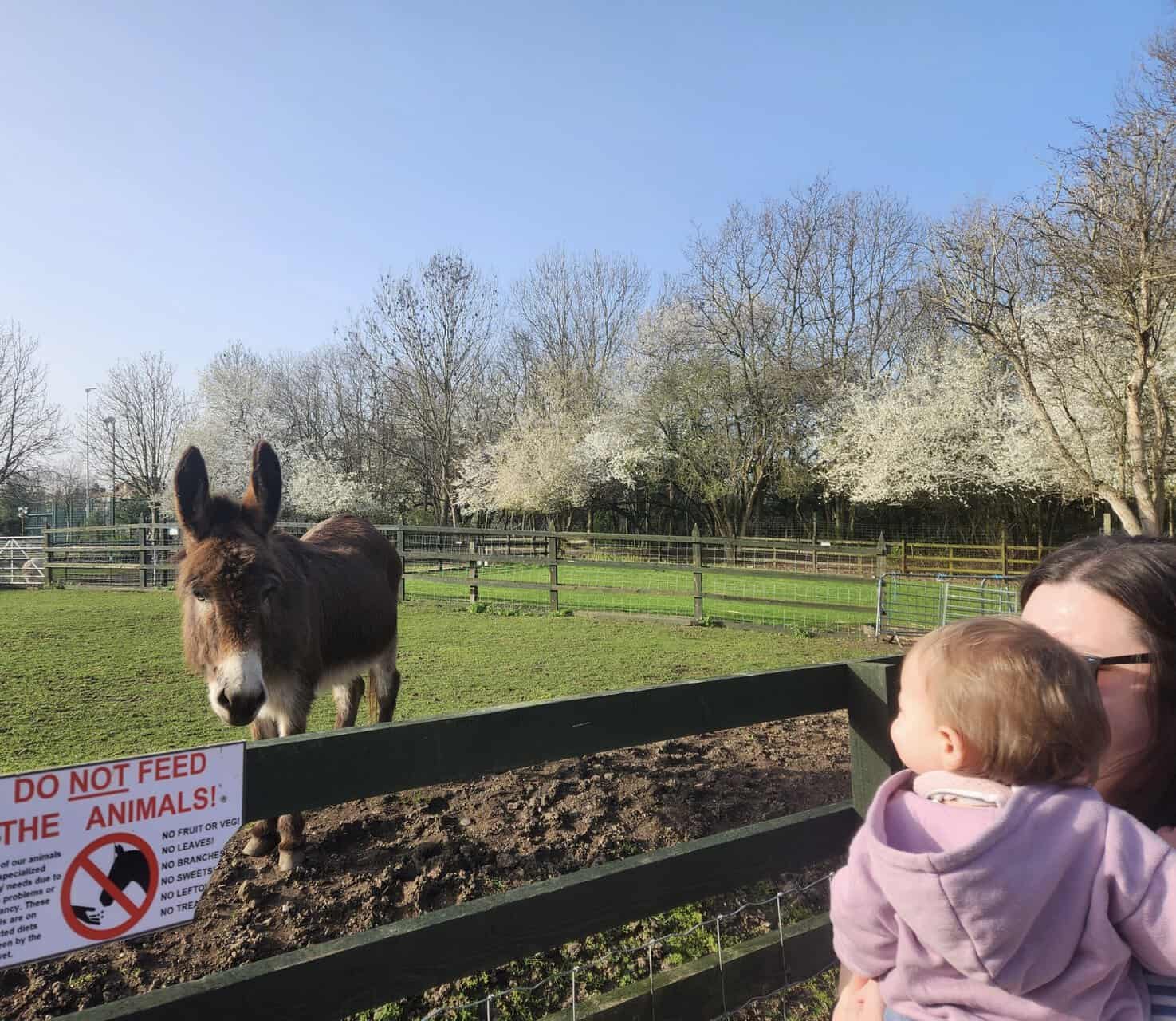 20+ Things to Do in London With a Baby 22 Riana is holding Baby C in front of a donkey behind a fence at Hackney City Farm in London