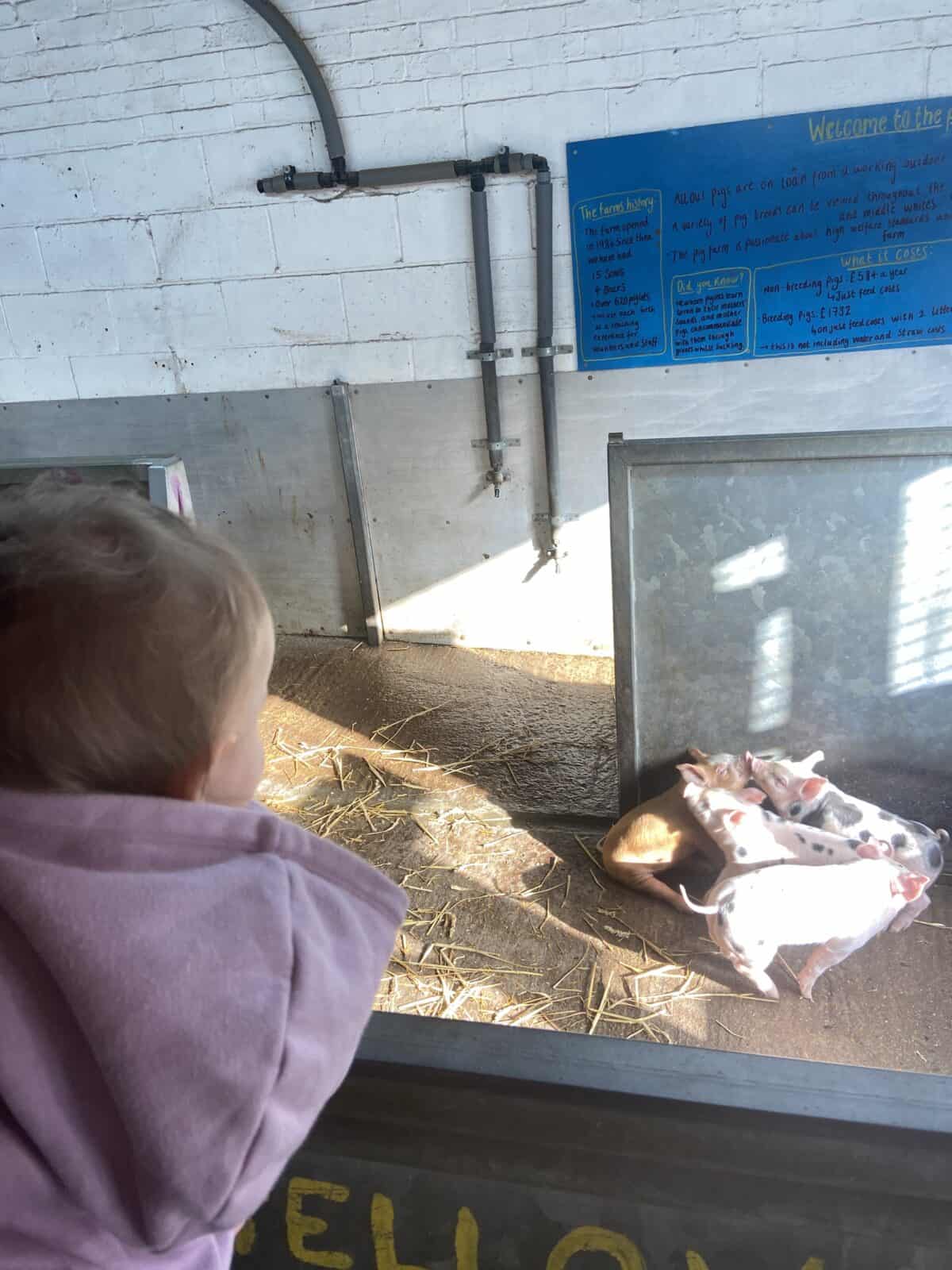 20+ Things to Do in London With a Baby 24 Baby C looking at a group of piglets in their pen at Hackney City Farm in London