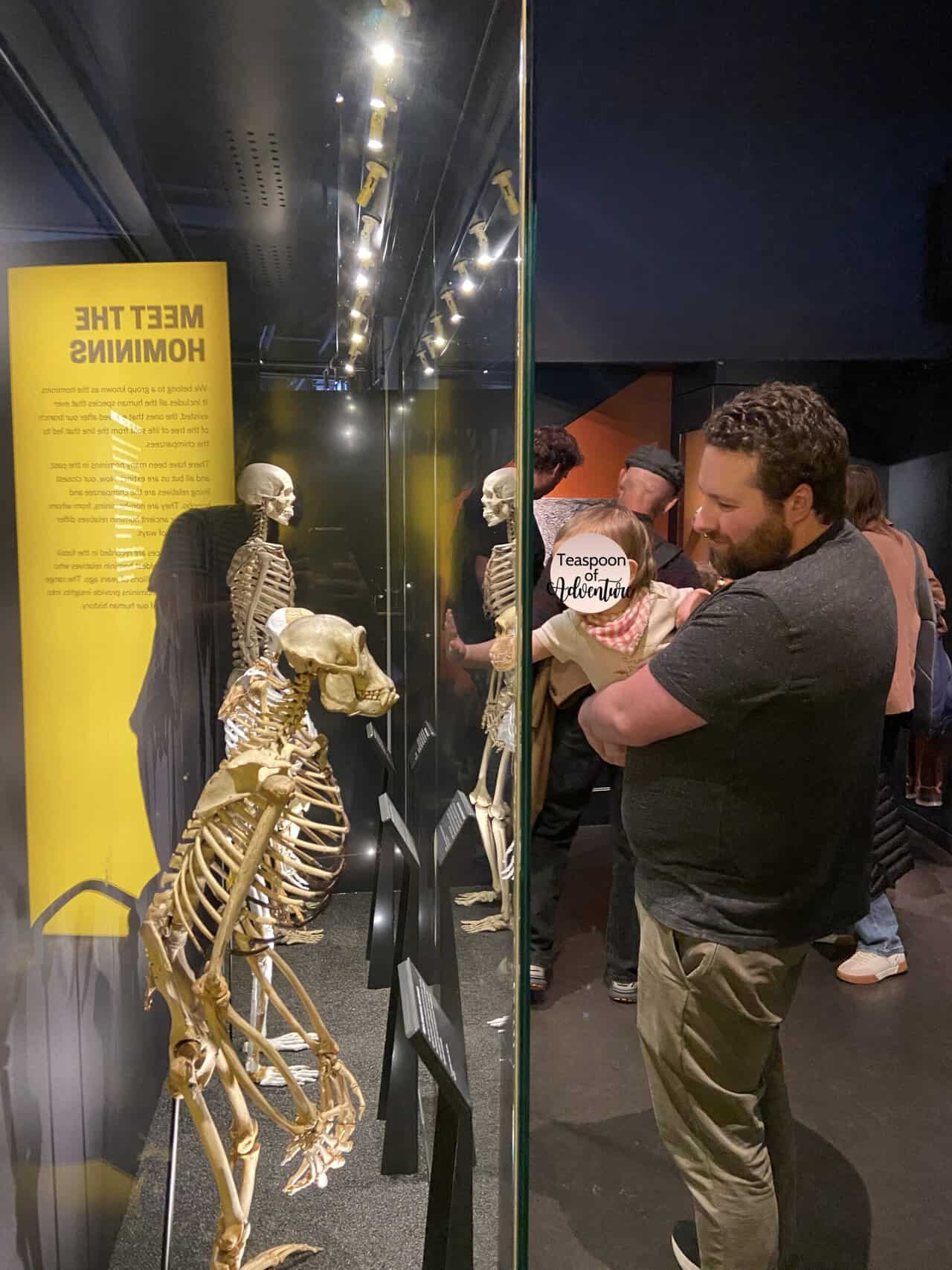 20+ Things to Do in London With a Baby 48 Colin holding Baby C as they both look at a display of a skeleton behind glass at the Natural History Museum in London