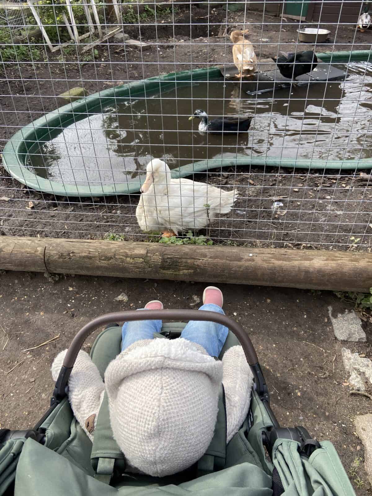 20+ Things to Do in London With a Baby 23 Baby C looking at a duck on the other side of a fence at Spitalfields City Farm in London