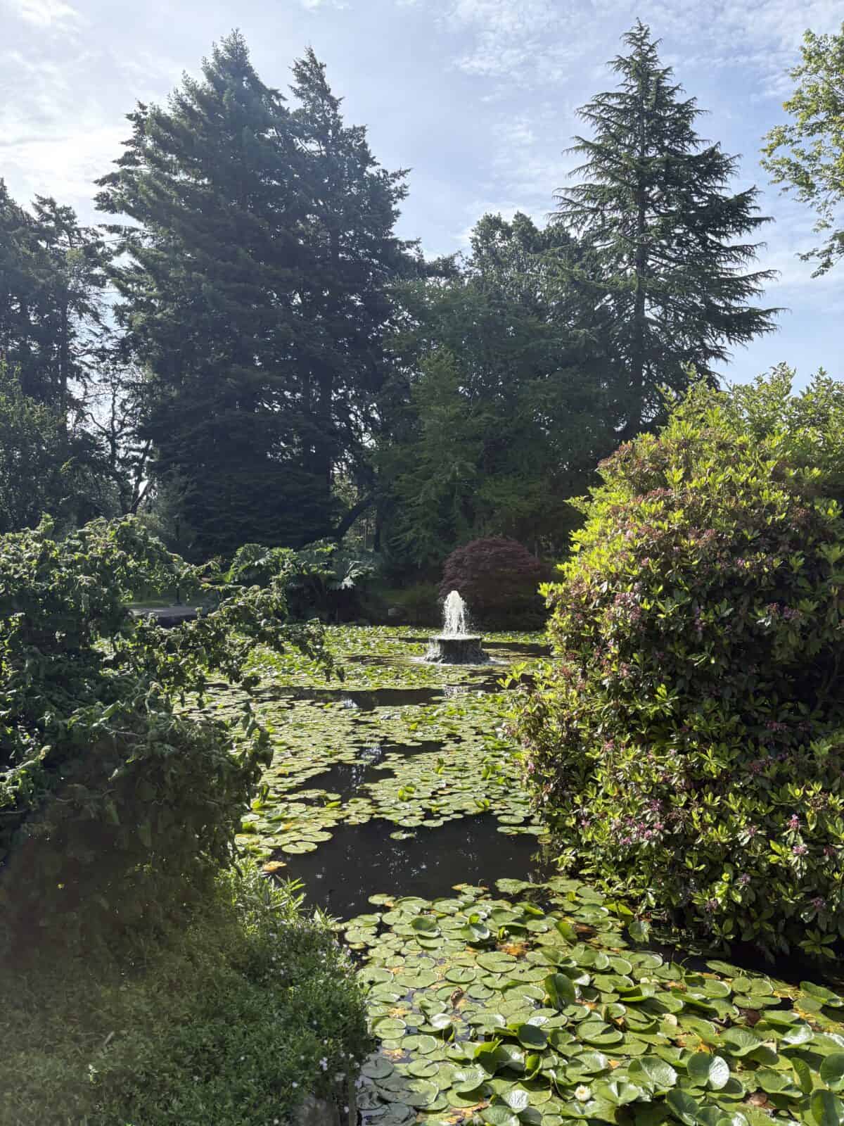 Trees, lily pads and other greenery around a pond at Beacon Hill Park in Victoria, BC