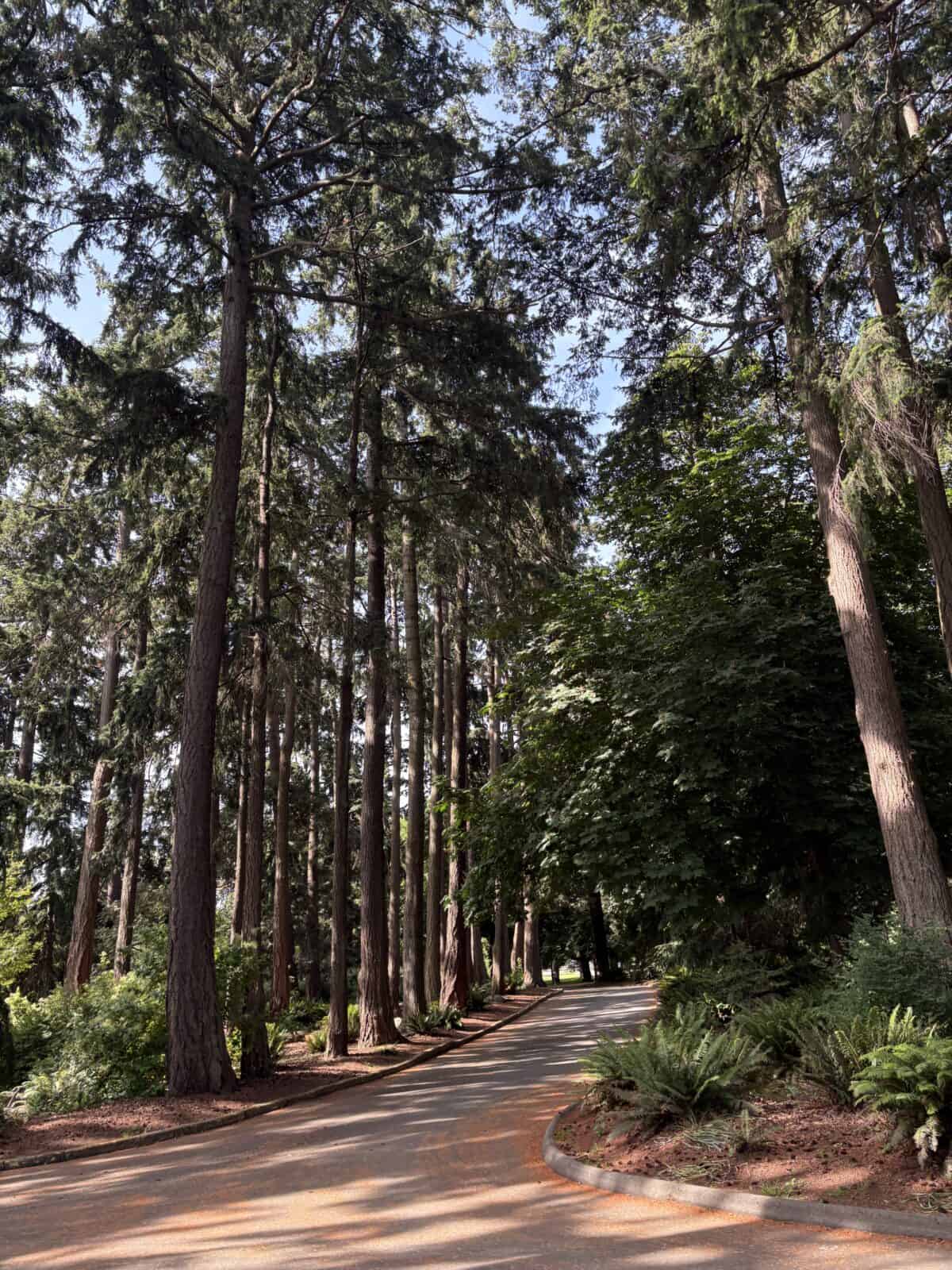 Canopy of tall trees providing shade over a trail in Beacon Hill Park, Victoria, BC