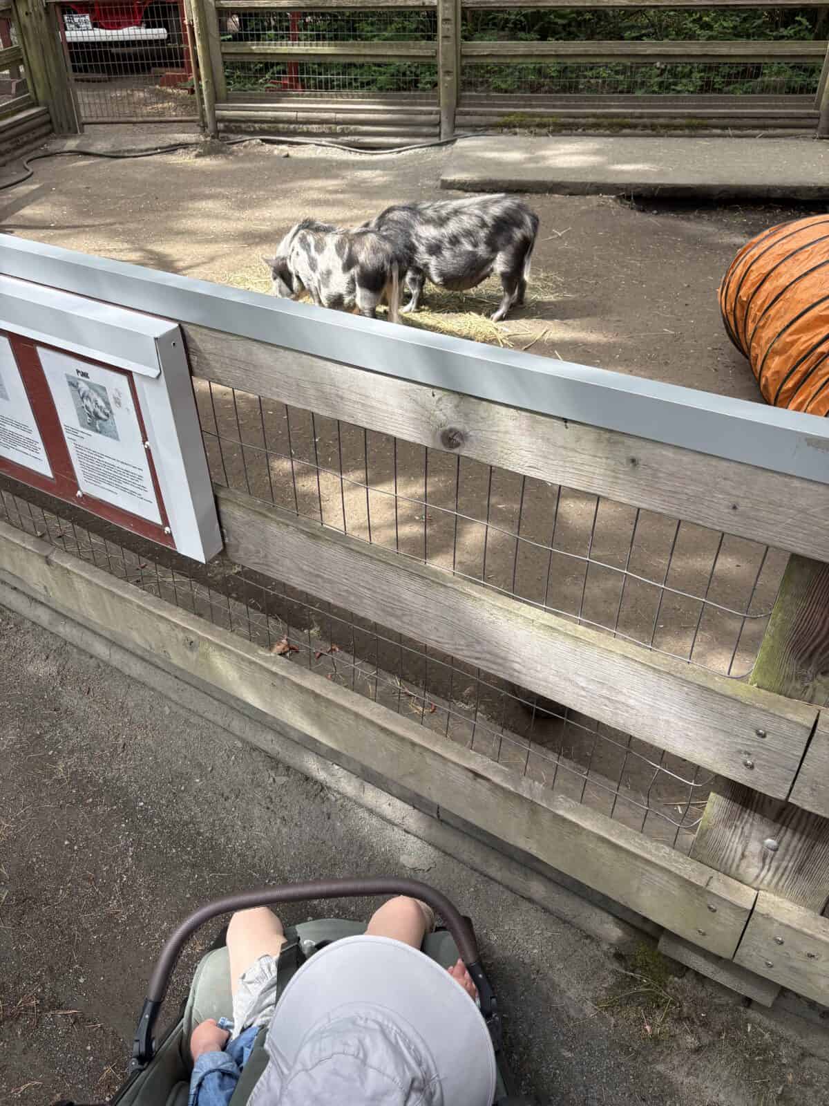 Baby C in her stroller in front of a pig enclosure at the Beacon Hill Children's Farm, Victoria, BC