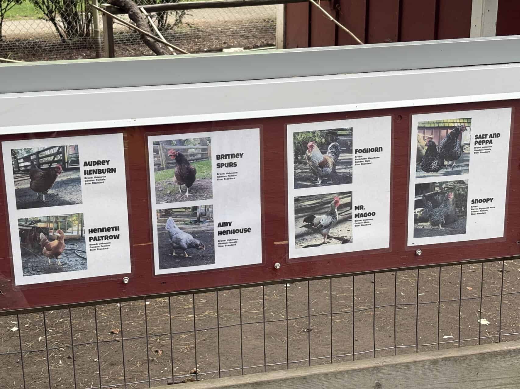 Names of the chickens at Beacon Hill Petting Zoo inside Beacon Hill Park in Victoria, BC