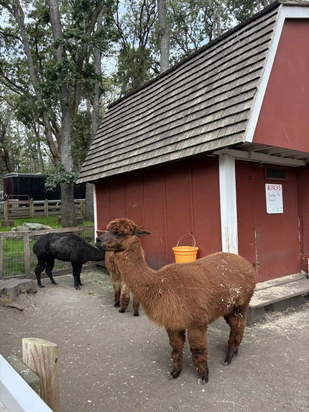 Alpacas at the Beacon Hill Children's Farm in front of a red barn