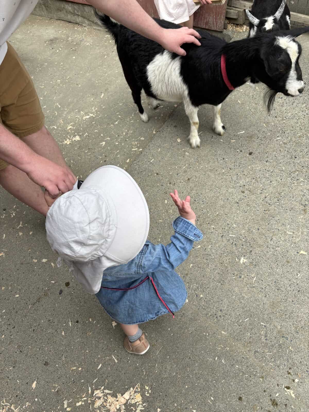 Baby C waving to goats inside the Beacon Hill Petting Zoo, Victoria, BC