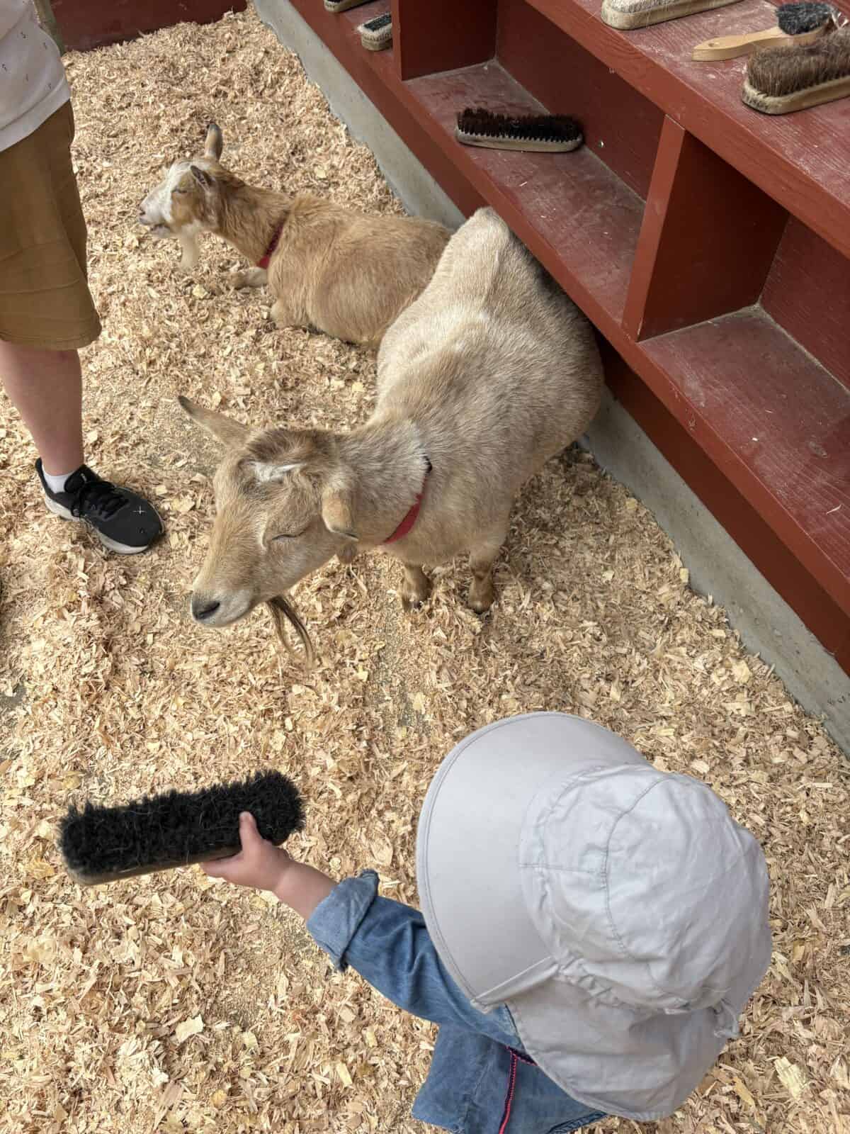 Baby C holding a brush out to a goat the Beacon Hill Park Petting Zoo in Victoria, BC