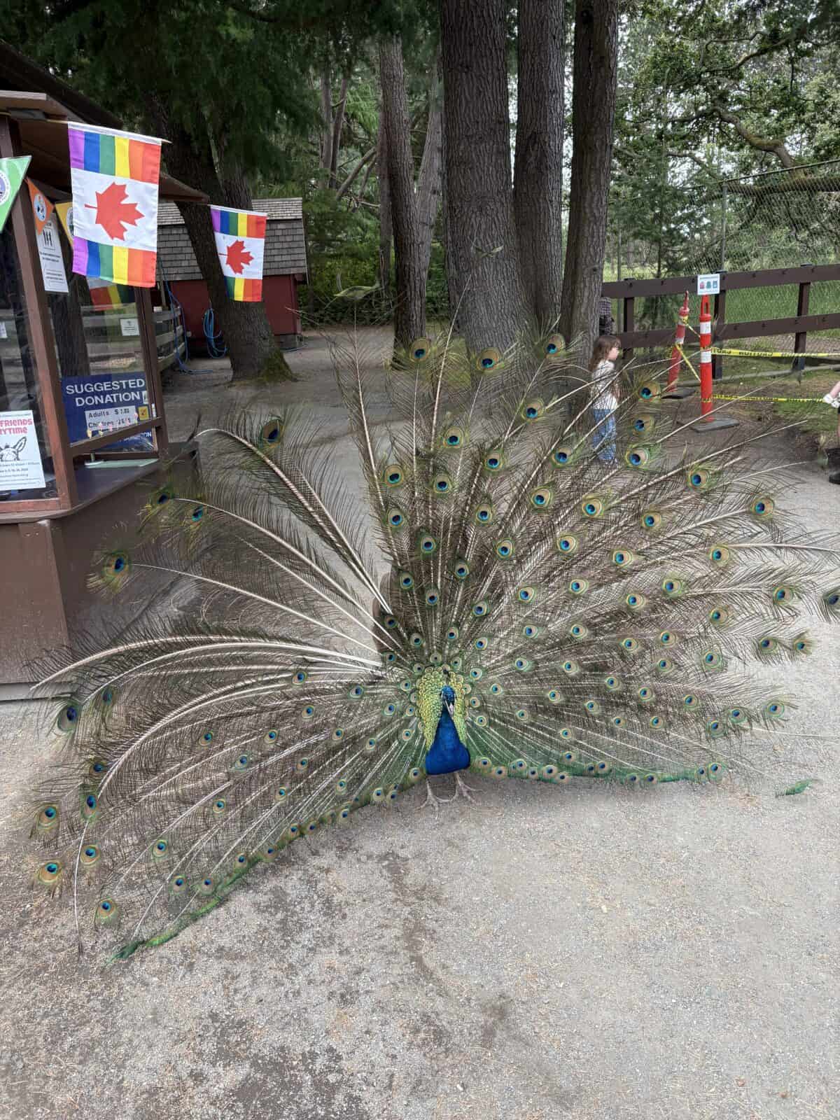 A large peacock in front of Beacon Hill Children's Farm