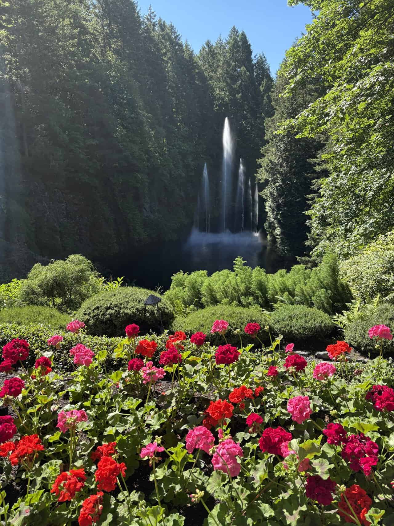 Ross Fountain at the back of the Sunken Garden with red and pink flowers in front of it at Butchart Gardens