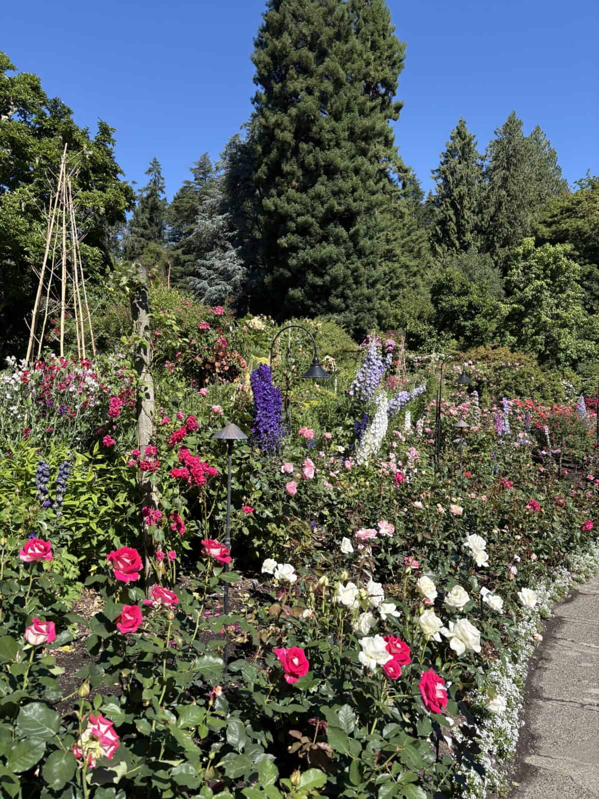 Rose bushes in the Rose Garden of Butchart Gardens