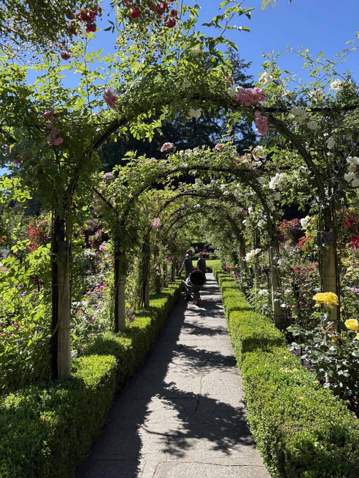 Green archways lined with hedges in the Rose Garden at Butchart Gardens