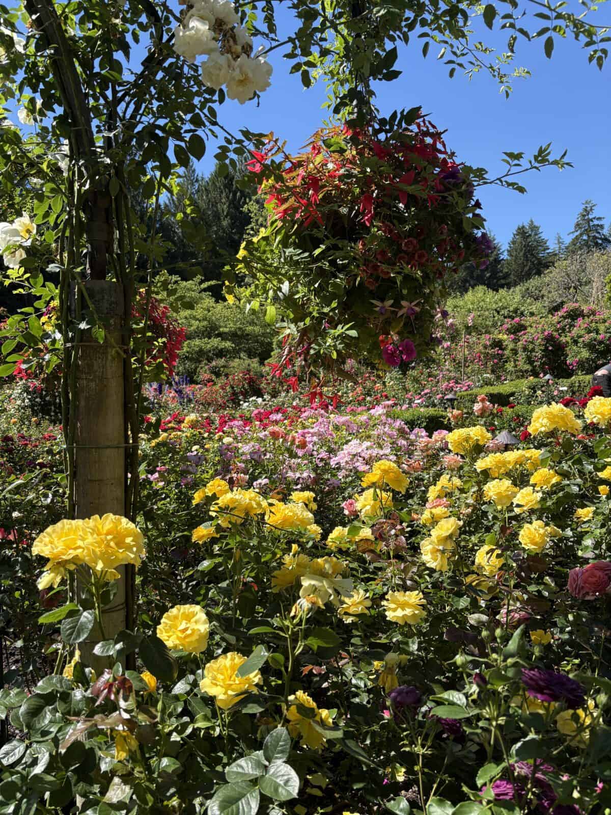 Yellow rose bushes in the Rose Garden of Butchart Gardens