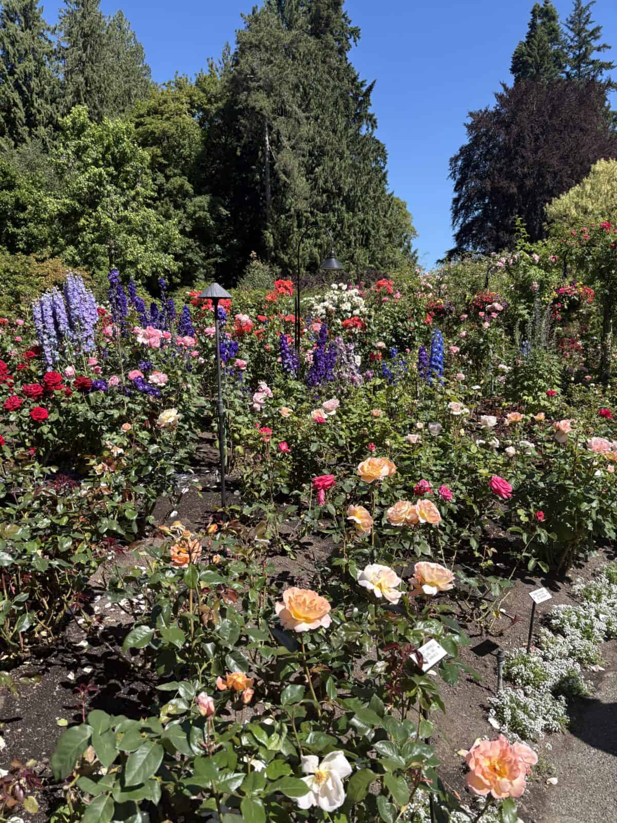 Colourful rose bush with greenery behind it at Butchart Gardens
