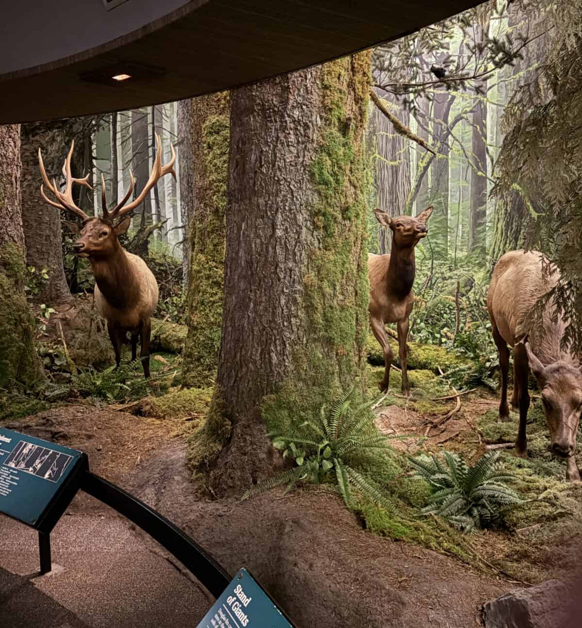 Deer exhibit in the Natural History Gallery at the Royal BC Museum