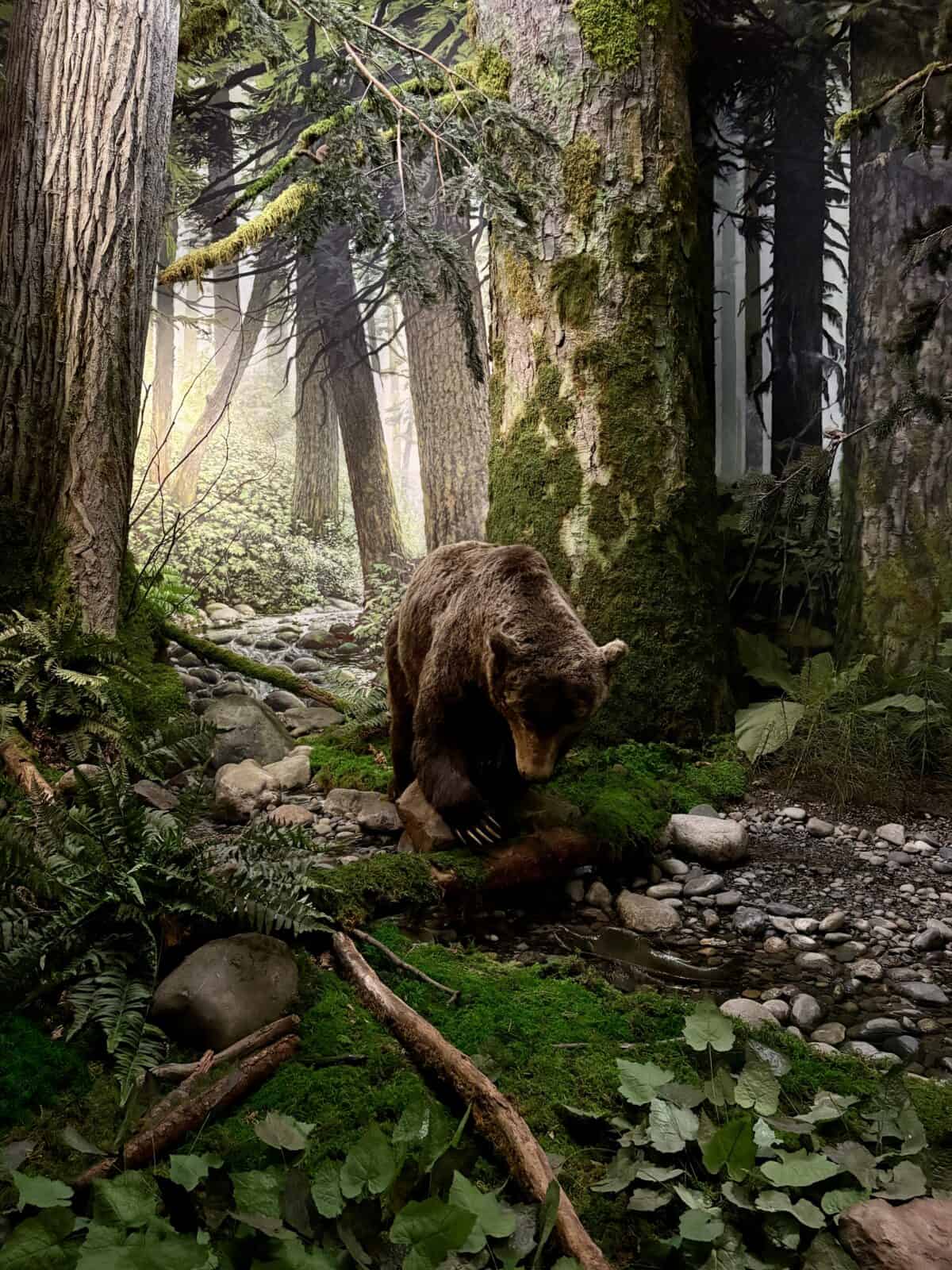 Bear exhibit in the Natural History Gallery at the Royal BC Museum