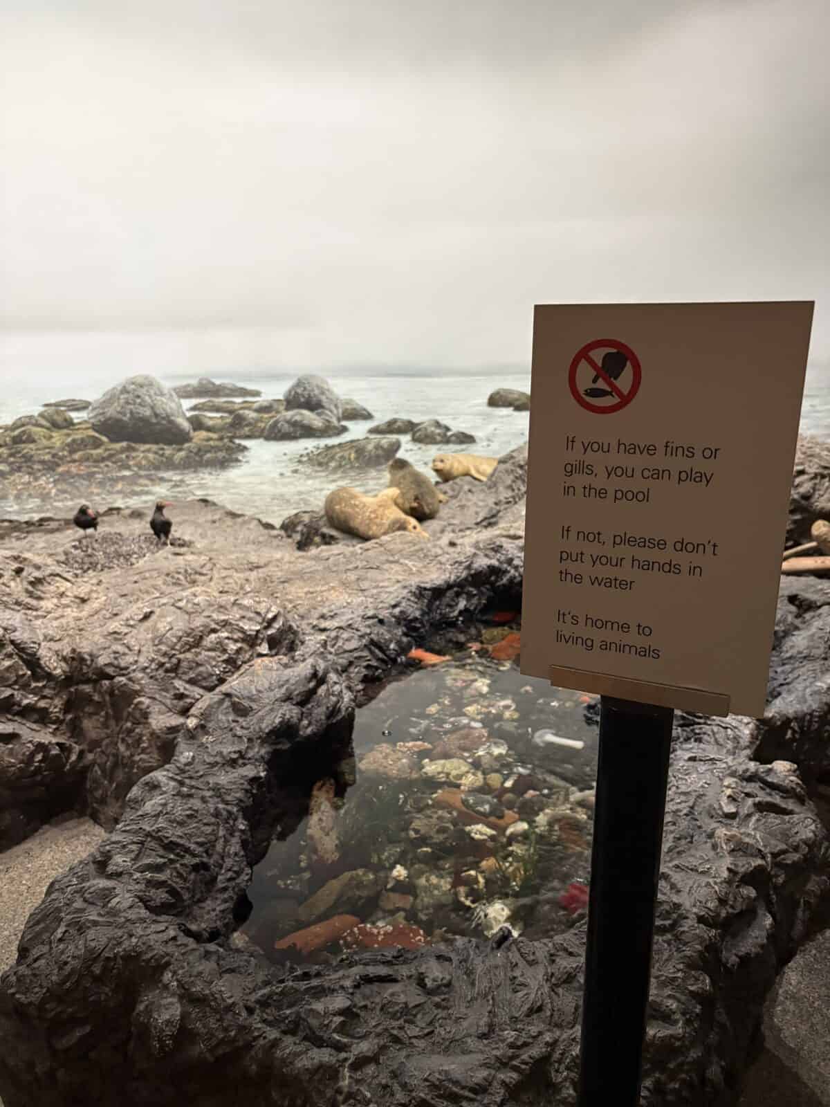 Endless Sea exhibit at the Royal BC Museum with a tide pool with real animals inside