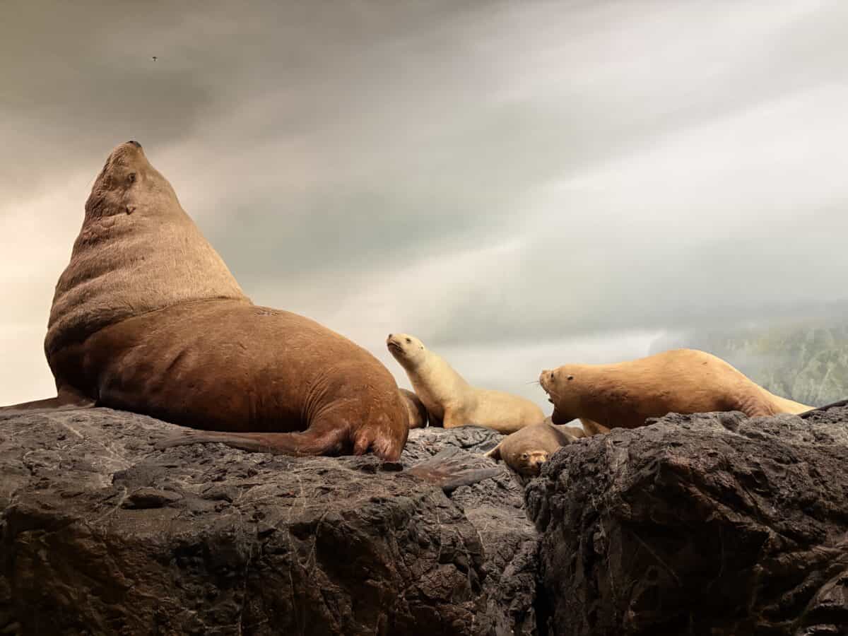Endless Sea exhibit at the Royal BC Museum with a display of sea lions