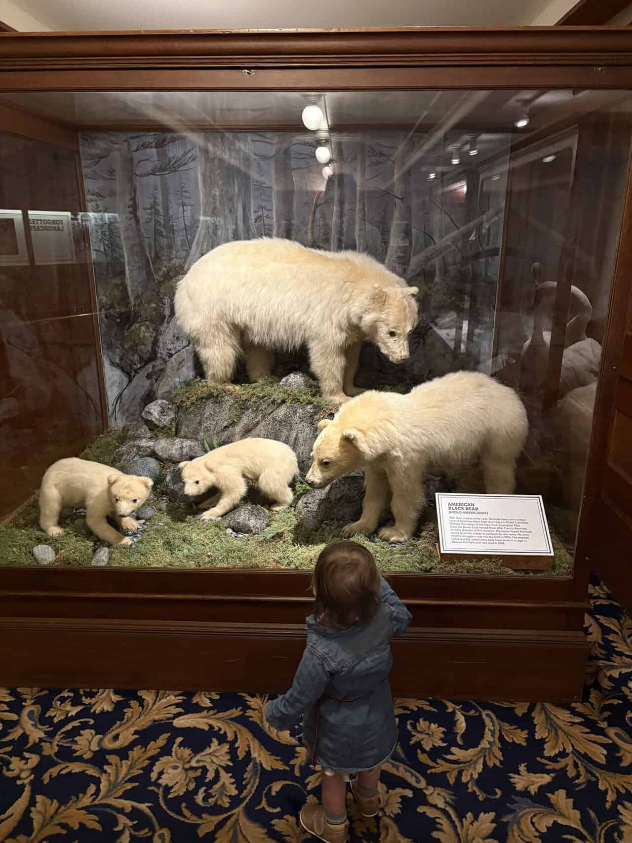 Baby C admiring the Kermode bears display in Forgotten Landscapes at the Royal BC Museum